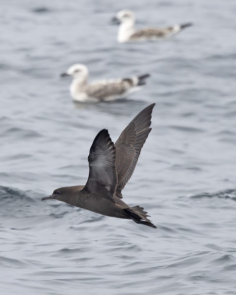 Sooty shearwater